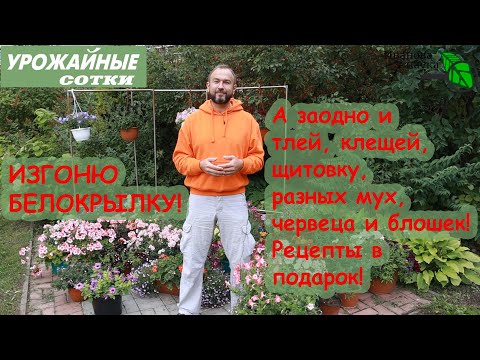 Видео: ТОЛЬКО ТАК МОЖНО ИЗГНАТЬ БЕЛОКРЫЛКУ!  Клей, Теппеки, яды и грибы - обзор средств и способов.