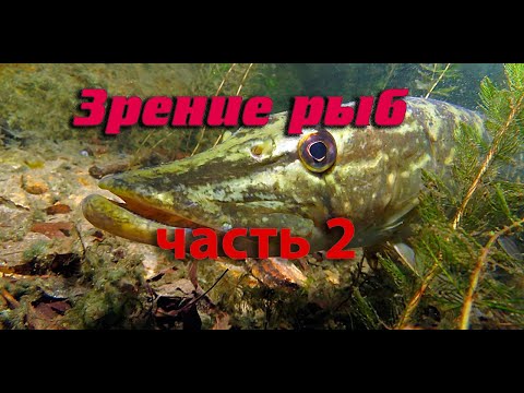 Видео: Зрение рыб. Часть 2.
