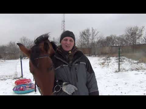 Видео: Лошадь. Катание на санках и тюбинге.Horse. Sledding and tubing.