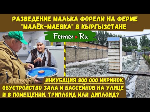 Видео: 800 000 икринок, а сколько форели? Бизнес по инкубации икры, выращиванию малька и товарной форели.