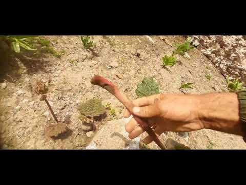 Видео: 12 Июн 2022г буи сабзагиро дар инчо хис мекуни...