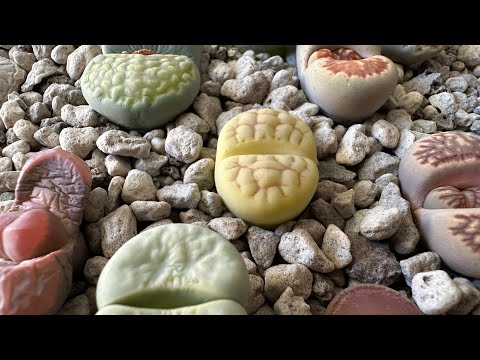 Видео: Литопсы/ Lithops. Линяют ли мои инвалиды? 12.03.25