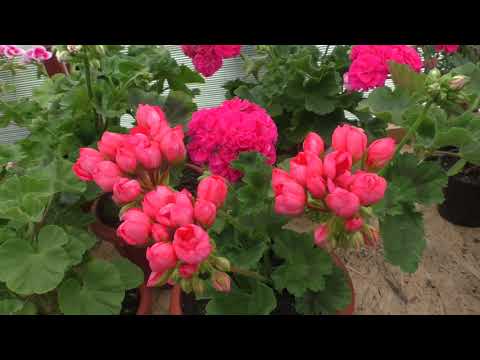 Видео: Мои красавицы розебудные пеларгонии цветут! Получаю заказы на черенки