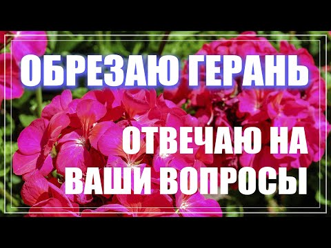 Видео: Герань осенняя обрезка. Отвечаю на вопросы подписчиков. Кардинальная обрезка пеларгонии.