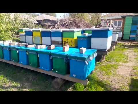 Видео: Продамо бджолопакети
