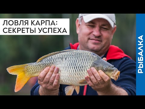 Видео: Ловля КАРПА на ФИДЕР: секреты успеха НА ПЛАТНИКЕ! Уловистая рыбалка на платном водоёме!