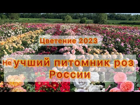 Видео: Окунитесь в атмосферу цветущих роз 2023 #maryroses #розы #мариярозы #питомникроз #2024 #бабанина