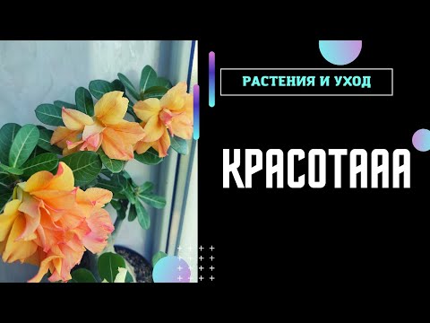 Видео: Цветение АДЕНИУМОВ Август 2022 #адениум #adenium