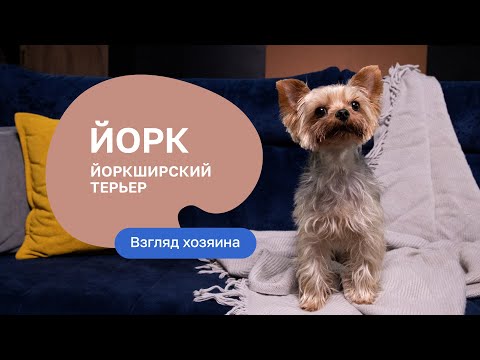 Видео: Йоркширский терьер: все о породе, плюсы и минусы - шоу “Ожидание/реальность”