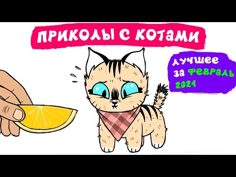 Видео: Приколы с котами. ЛУЧШЕЕ ЗА ФЕВРАЛЬ 2021 | Мемозг