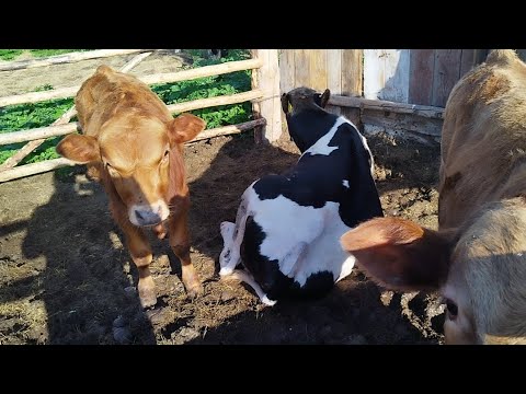 Видео: Ауыл тынысы