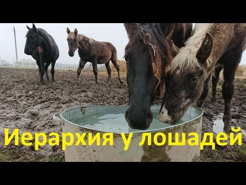 Видео: Об иерархии у лошадей