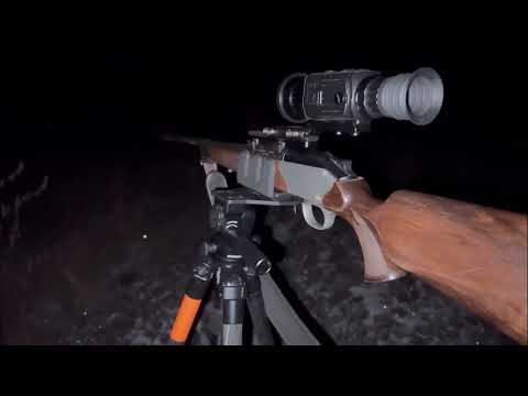 Видео: Одна из лучших моих охот в 2022 году. Два кабана и косуля с подхода. Arkon. Саратовская область.