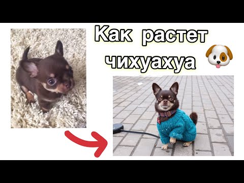 Видео: Щенок чихуахуа от 3 недель до 3 лет. Chihuahua puppy from 3 weeks up to 3 years