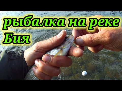 Видео: Рыбалка на реке Бия 👆. Ловля хариуса.