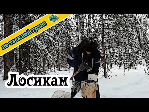 Видео: Охота. Подкормка животных. Развез соль для лосиков.