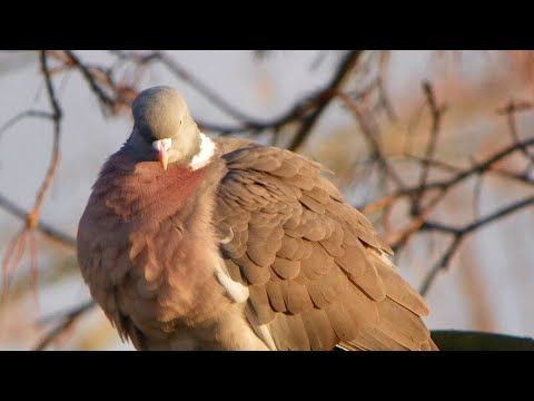 Видео: Охота на вяхиря январь 2025