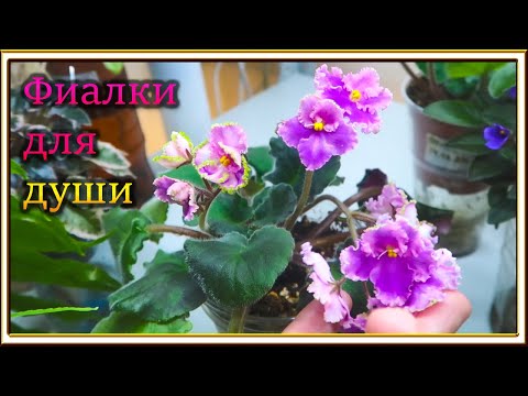 Видео: Обзор полки с фиалками