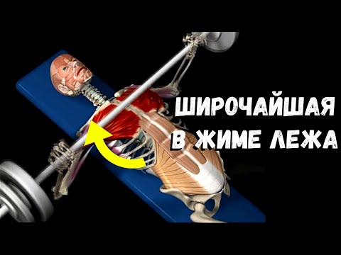 Видео: РОЛЬ ШИРОЧАЙШЕЙ В ЖИМЕ ЛЕЖА
