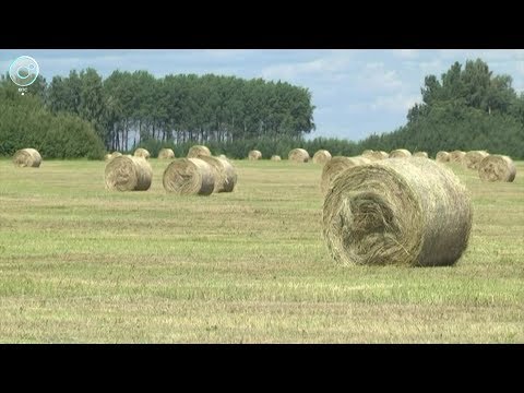 Видео: В Новосибирской области полным ходом идёт заготовка кормов