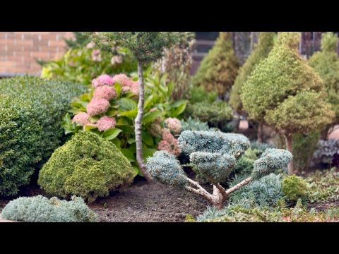 Видео: ВТОРАЯ СТРИЖКА ЕЛИ КОЛЮЧЕЙ “GLAUCA GLOBOSA”! 12 МИНУТ И ГОТОВО! ОБНОВЛЕННЫЕ  СУККУЛЕНТЫ!