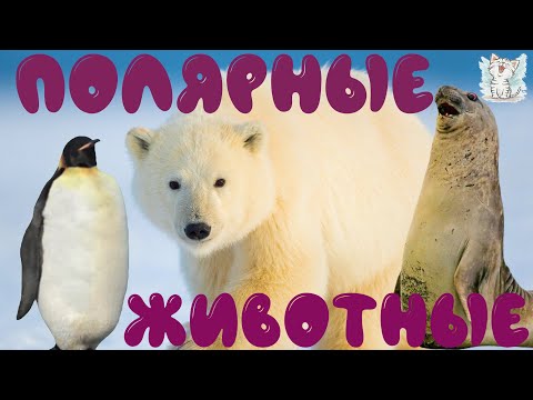 Видео: Полярные животные для детей. Животные крайнего севера и юга