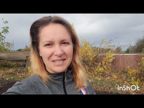 Видео: Посадка шиповника для окуліровки. Народження троянди. Шиповник. Роза