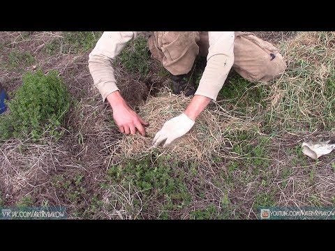 Видео: Как быстро ПОСАДИТЬ ТЫКВУ. Огород для ЛЕНИВЫХ 2021. Как вырастить тыкву в домашних условиях