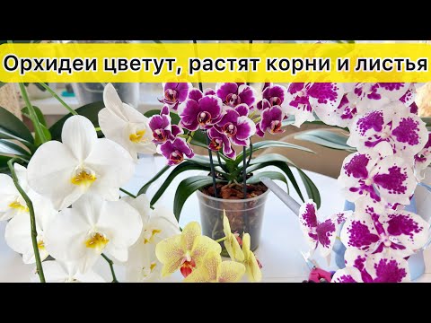 Видео: Почему у моих цветущих орхидей одновременно растут корни и лисья. Секреты полива цветущих орхидей