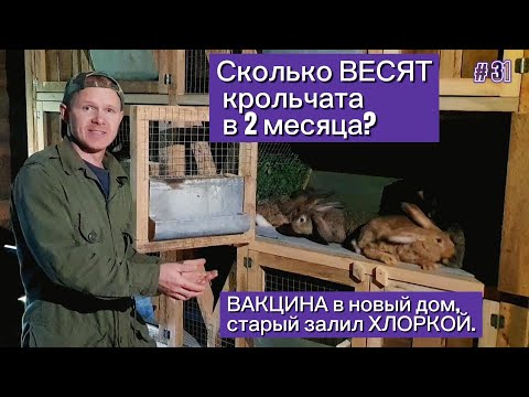 Видео: Сколько ВЕСЯТ крольчата в 2 месяца? Вакцина в новый дом, старый залил хлоркой.