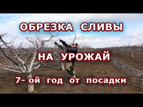 Видео: Обрезка сливы на урожай / 7-ой год от посадки.