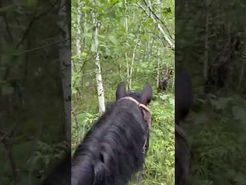 Видео: Летняя нагонка выжловки Р.Г. 8 месяцев