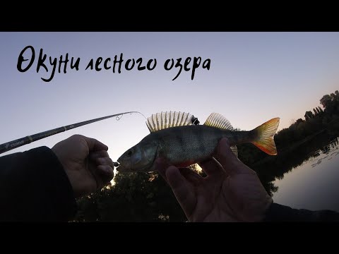 Видео: Окуни лесного озера. Как ловить окуня в октябре.