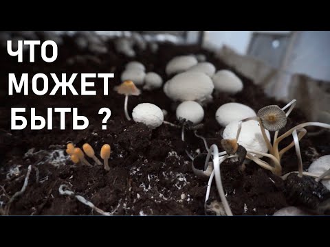 Видео: Такого мы не ожидали | Проблемы | Выращивание шампиньонов | 2 и 3 волна