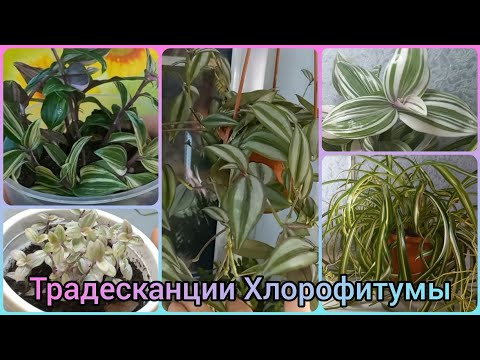 Видео: Неприхотливый новичок🌱ТРАДЕСКАНЦИИ🌹🌱ХЛОРОФИТУМЫ🌹Обзор🌱Омоложение🌹Зебрина🌱Нанук🌹Каллизия🌱Рео🌹Бонни🌱