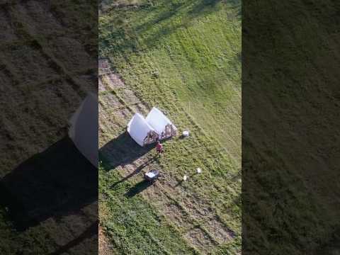 Видео: Не могу остановиться. Не остановлюсь. Выпасная птица в движении. #выращиваниенапастбище #движение...