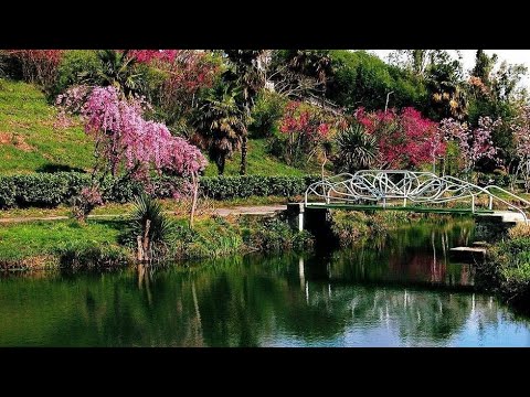 Видео: Сочи в феврале Адлерский рынок Парк Южные культуры