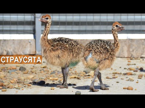 Видео: Как содержать страусят? Молодняк страусов. Ферма Страус Юг. КФХ Быстрицких.
