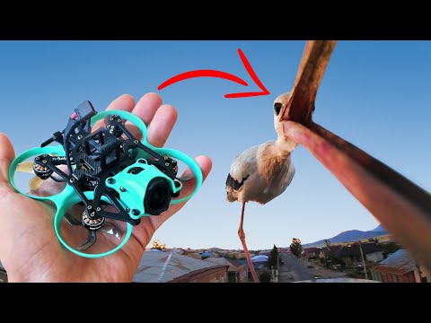 Видео: АИСТ СЪЕЛ МОЙ МИКРО FPV ДРОН!