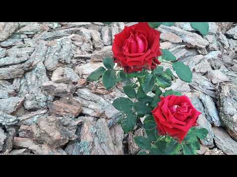 Видео: @gardenmart24 отзыв об магазине Гарденмарт. пересорт роз 100% из  Гарденмарта. Гарденмарт- обманщик