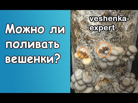 Видео: Влажность в грибнице, скачки влажности. Можно поливать вешенки? Белая масса как вата в прорези блока