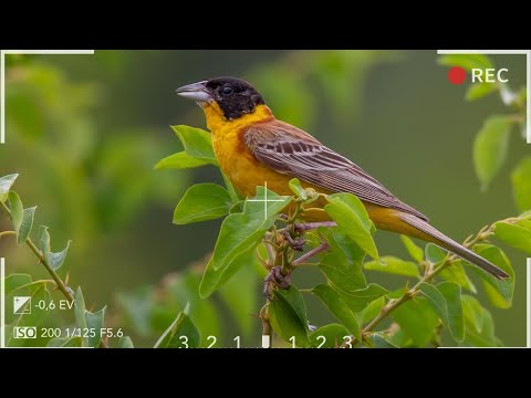 Видео: Птици пеят в гората - Релаксиращи камбанки Горски звуци на птици - Пасища атмосфера Пеене на птици