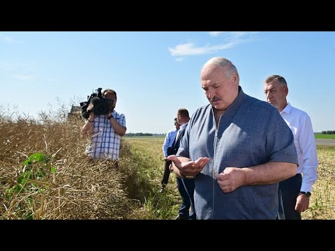 Видео: Президент проинспектировал ход жатвы в Минском районе: надо посмотреть с тактикой!