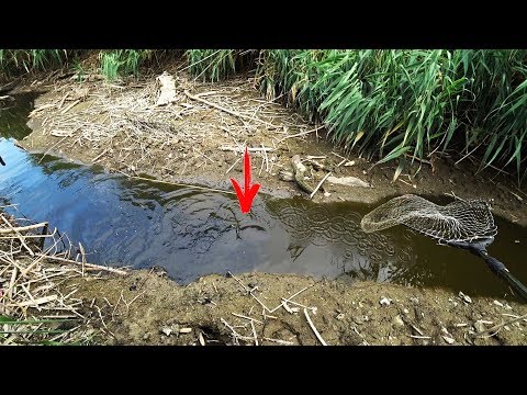 Видео: рыбалка сачком ОТПУСТИЛИ САЧЁК В ЛУЖИ И ОН ВЫСКОЧИЛИ