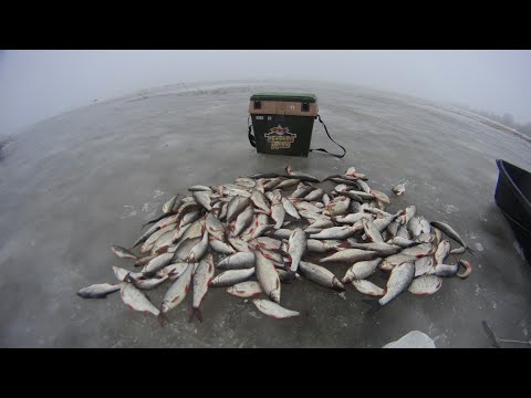 Видео: Чудо  Чудское озеро  хороший клев плотвы УСТАНОВКА ЖЕРЛИЦ НА НАЛИМА СУДАКА