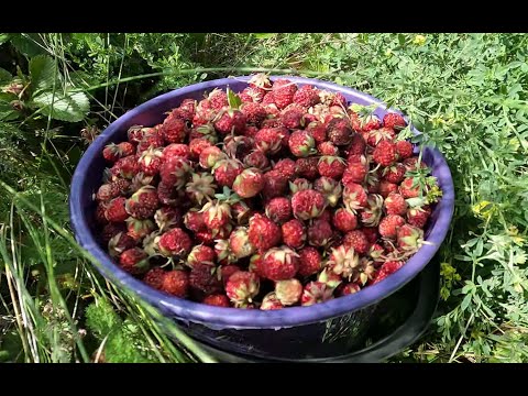 Видео: За клубникой