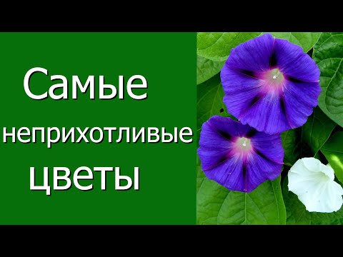 Видео: Самые неприхотливые цветы