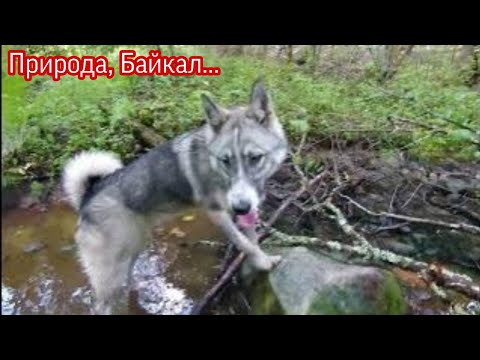 Видео: С Байкалом в лес.