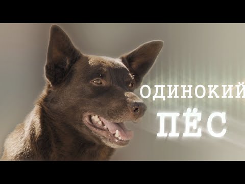 Видео: Одинокий пёс 🐾