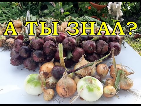 Видео: Убираем ЛУК с грядки + лучший способ хранения урожая👍👍👍